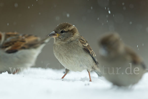 Haussperling (Passer domesticus)