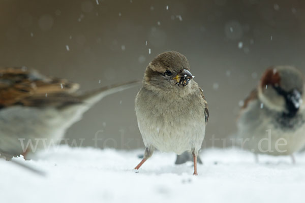 Haussperling (Passer domesticus)