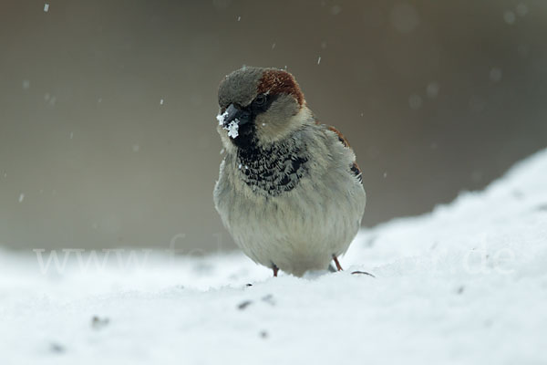 Haussperling (Passer domesticus)