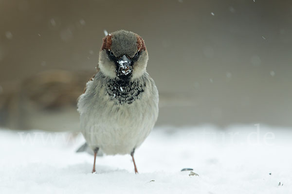 Haussperling (Passer domesticus)