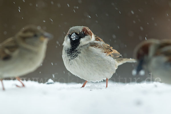 Haussperling (Passer domesticus)