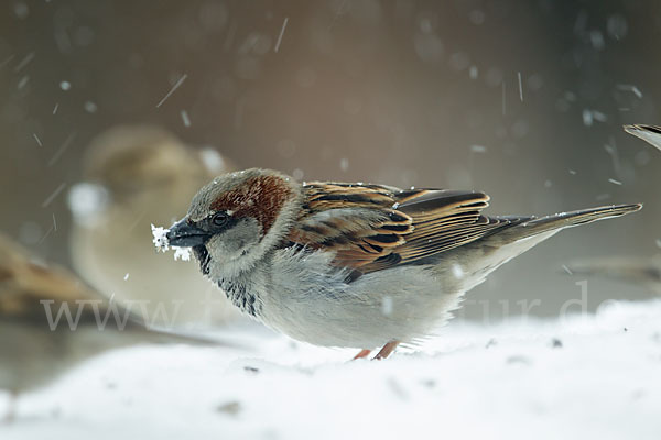 Haussperling (Passer domesticus)