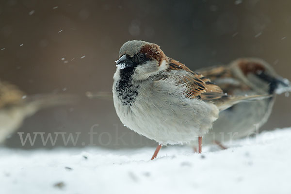 Haussperling (Passer domesticus)