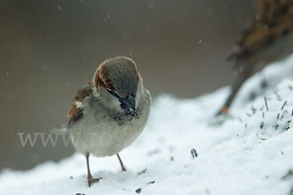 Haussperling (Passer domesticus)