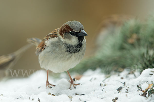 Haussperling (Passer domesticus)