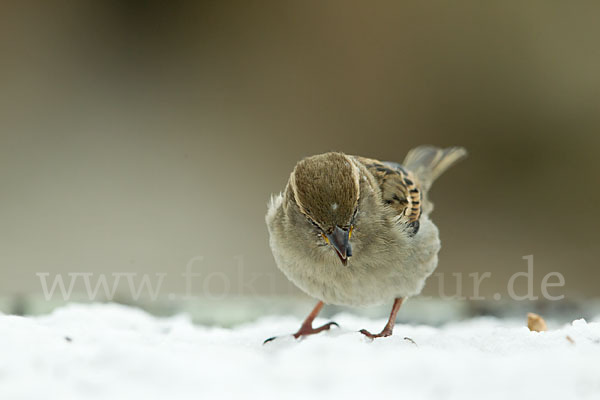 Haussperling (Passer domesticus)