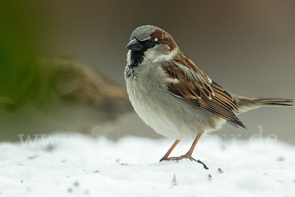 Haussperling (Passer domesticus)