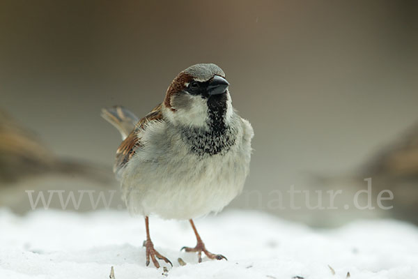 Haussperling (Passer domesticus)