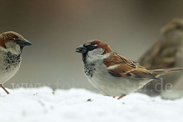 Haussperling (Passer domesticus)