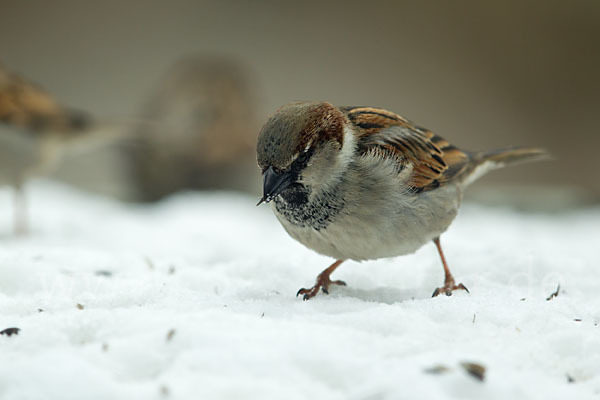 Haussperling (Passer domesticus)