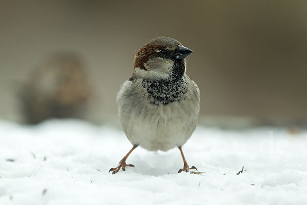 Haussperling (Passer domesticus)