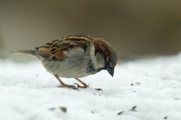 Haussperling (Passer domesticus)