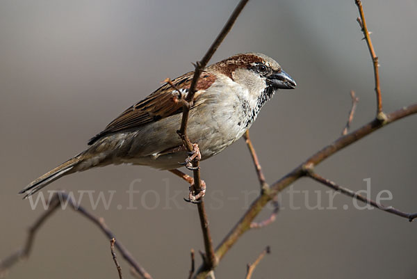 Haussperling (Passer domesticus)