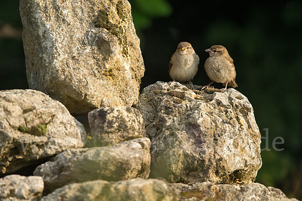 Haussperling (Passer domesticus)