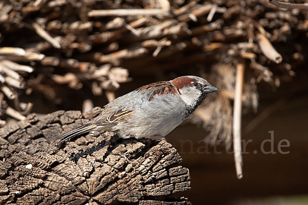 Haussperling (Passer domesticus)