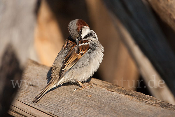 Haussperling (Passer domesticus)