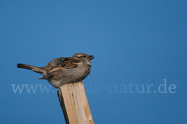 Haussperling (Passer domesticus)