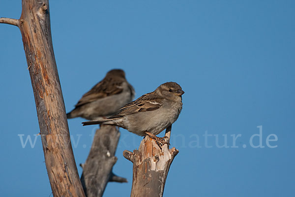 Haussperling (Passer domesticus)