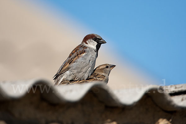 Haussperling (Passer domesticus)