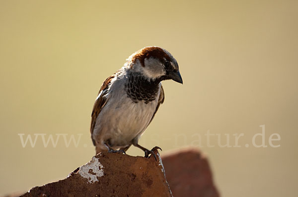 Haussperling (Passer domesticus)