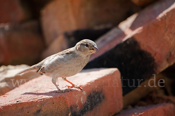 Haussperling (Passer domesticus)