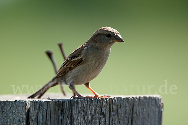 Haussperling (Passer domesticus)