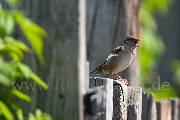 Haussperling (Passer domesticus)