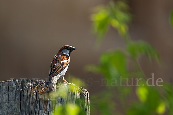 Haussperling (Passer domesticus)