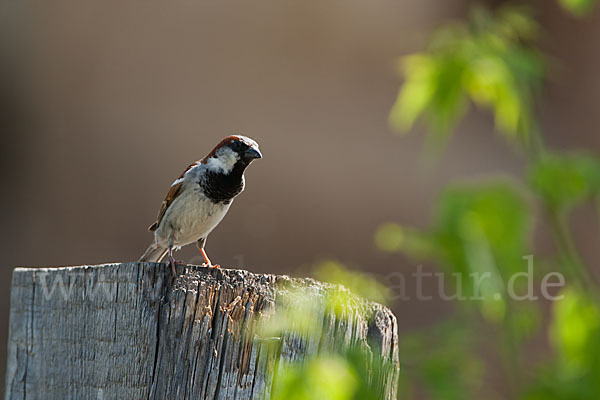 Haussperling (Passer domesticus)