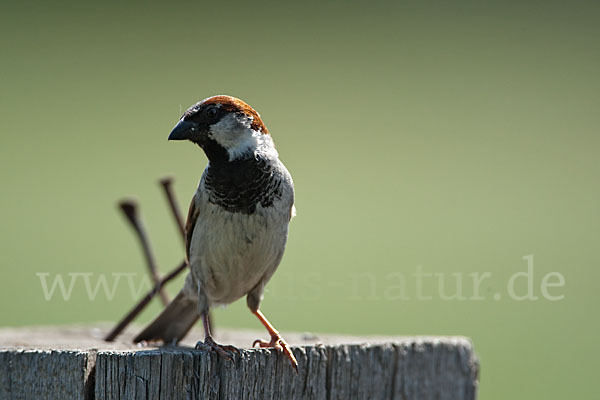 Haussperling (Passer domesticus)