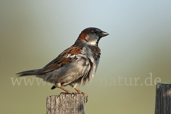 Haussperling (Passer domesticus)