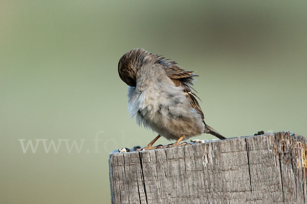 Haussperling (Passer domesticus)