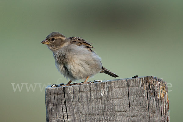 Haussperling (Passer domesticus)