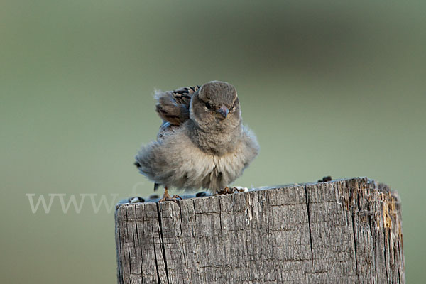 Haussperling (Passer domesticus)