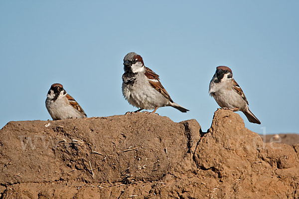 Haussperling (Passer domesticus)