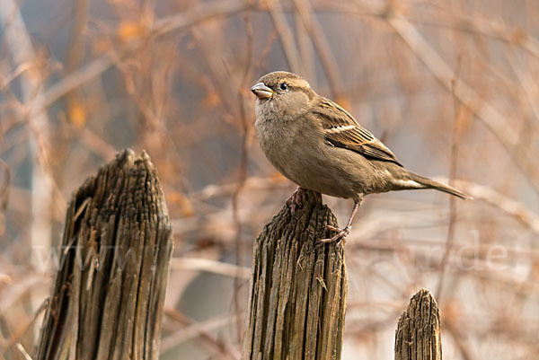 Haussperling (Passer domesticus)