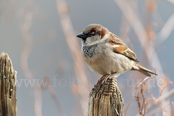 Haussperling (Passer domesticus)