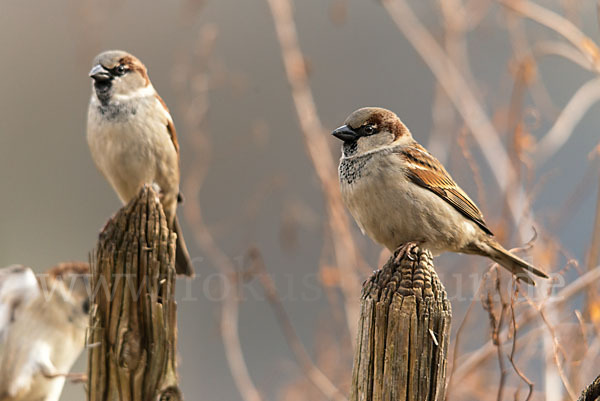 Haussperling (Passer domesticus)