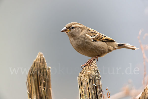 Haussperling (Passer domesticus)