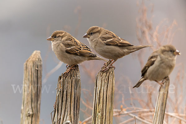 Haussperling (Passer domesticus)