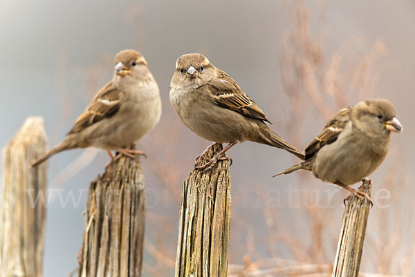 Haussperling (Passer domesticus)