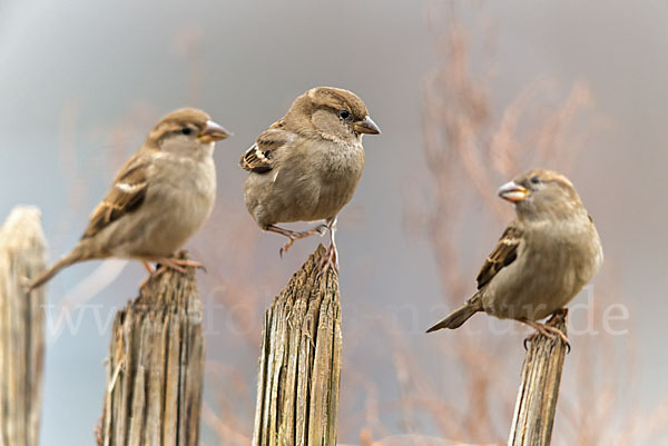 Haussperling (Passer domesticus)