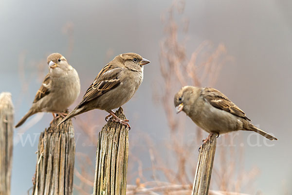 Haussperling (Passer domesticus)