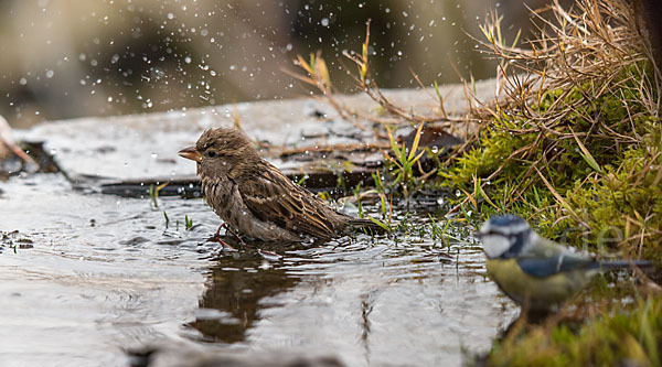 Haussperling (Passer domesticus)