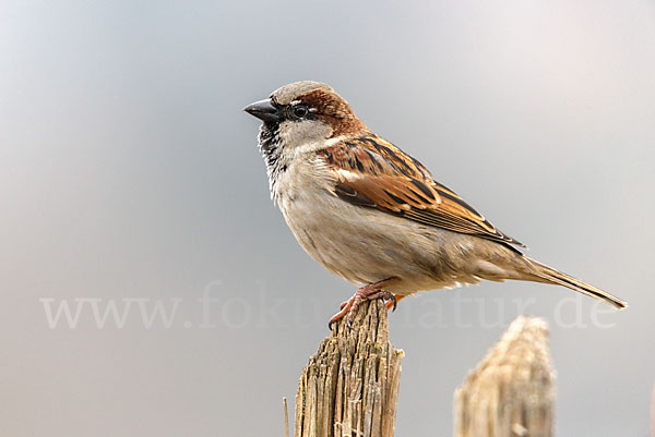 Haussperling (Passer domesticus)