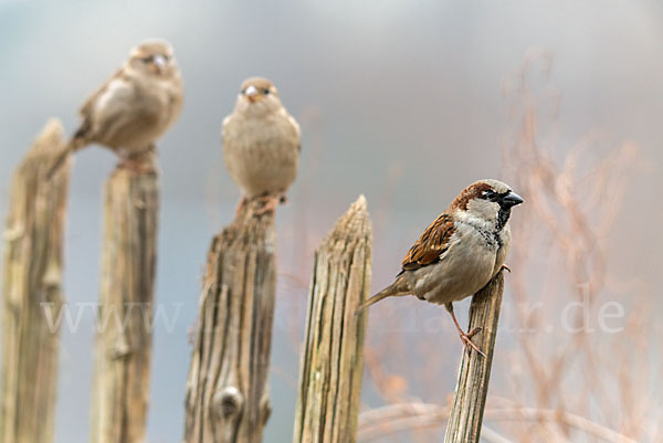 Haussperling (Passer domesticus)