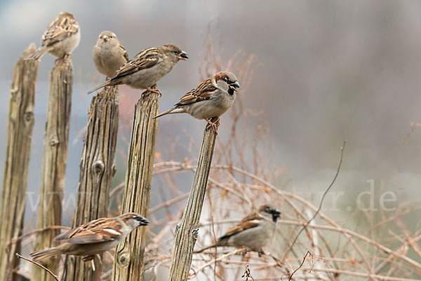 Haussperling (Passer domesticus)