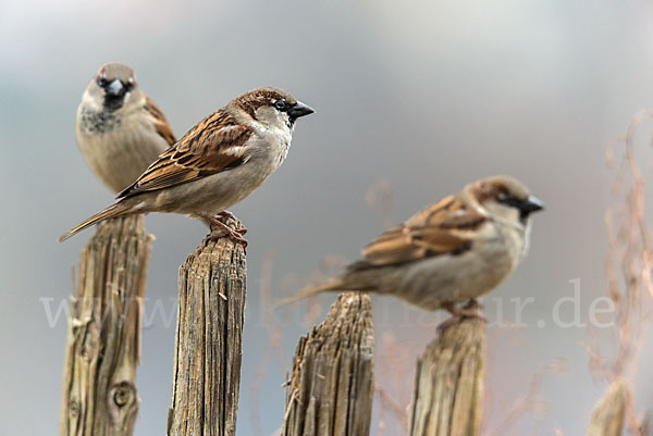 Haussperling (Passer domesticus)