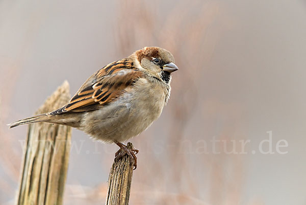 Haussperling (Passer domesticus)