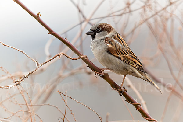 Haussperling (Passer domesticus)